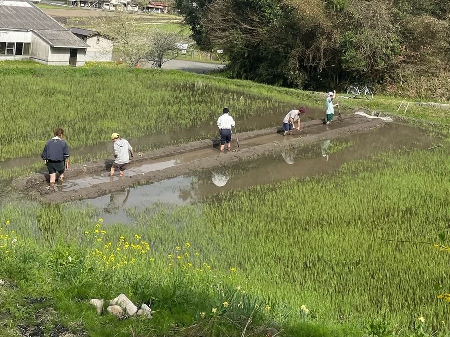田んぼで作業するみんな